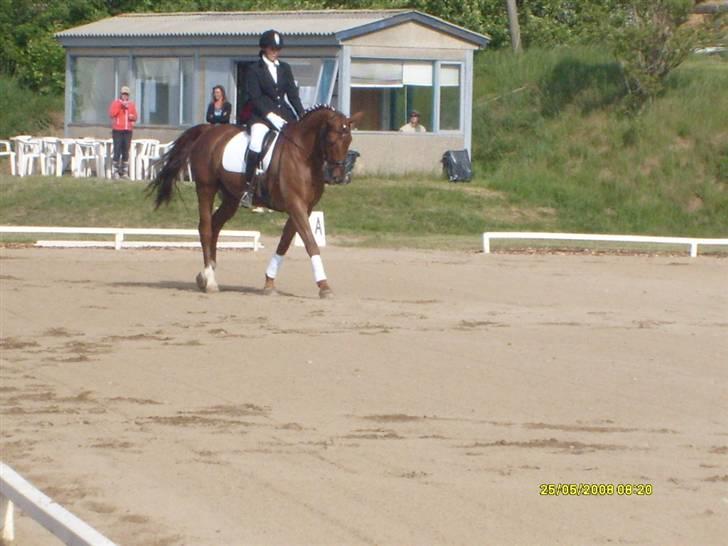 Dansk Varmblod Geronimo - dressur billede 14