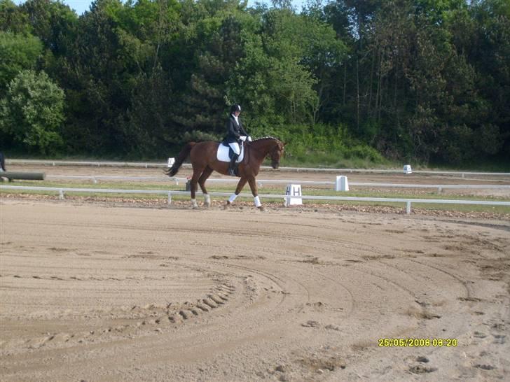 Dansk Varmblod Geronimo - dressur billede 15