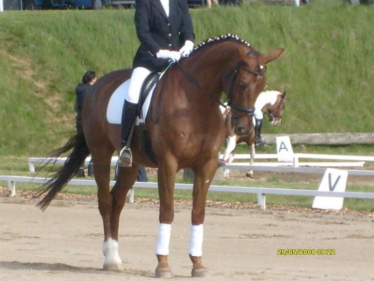 Dansk Varmblod Geronimo - parade billede 16