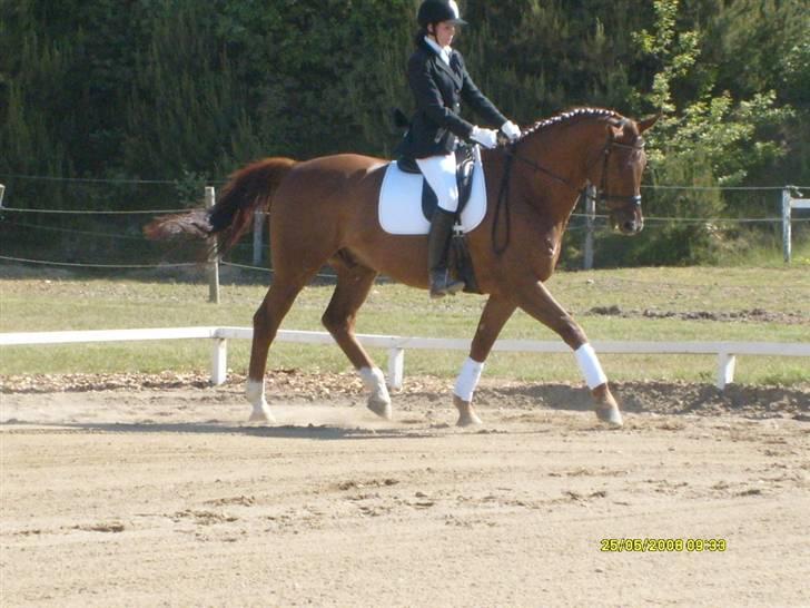 Dansk Varmblod Geronimo - dressur billede 17