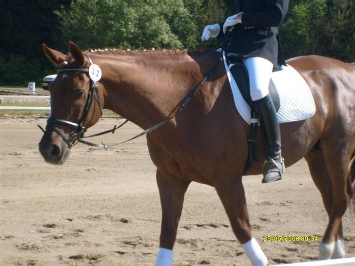 Dansk Varmblod Geronimo - så er vi færdige med dressuren billede 18