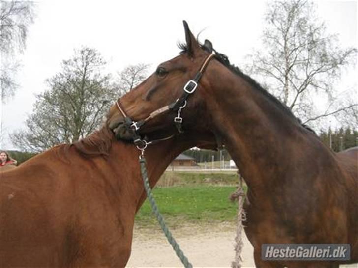 Anden særlig race Midnight Teardrop - Midnight og Pamina (hun er min lille springpony) De er kærester :D billede 3