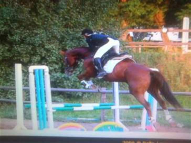 Holstener Miss Money Penny Solgt:( - spring stævne i ringsted :) billede 4