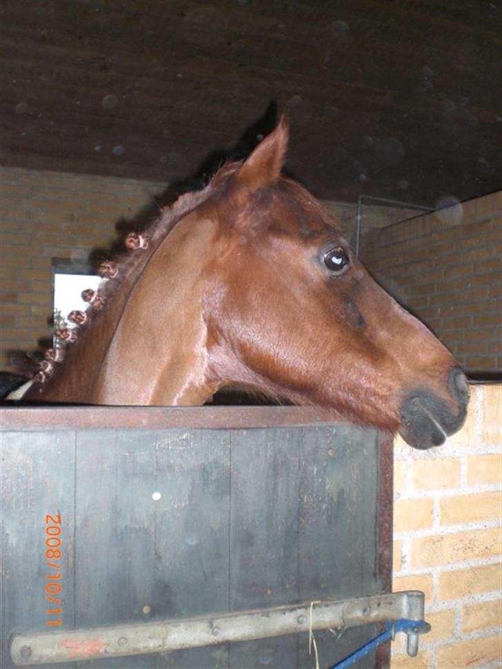 Tysk Sportspony Gipsy  - gipsy billede 5