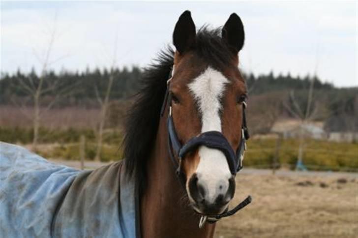 Hollandsk Sportspony Macho billede 1