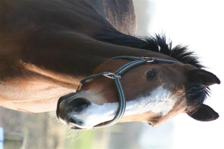 Hollandsk Sportspony Macho billede 2