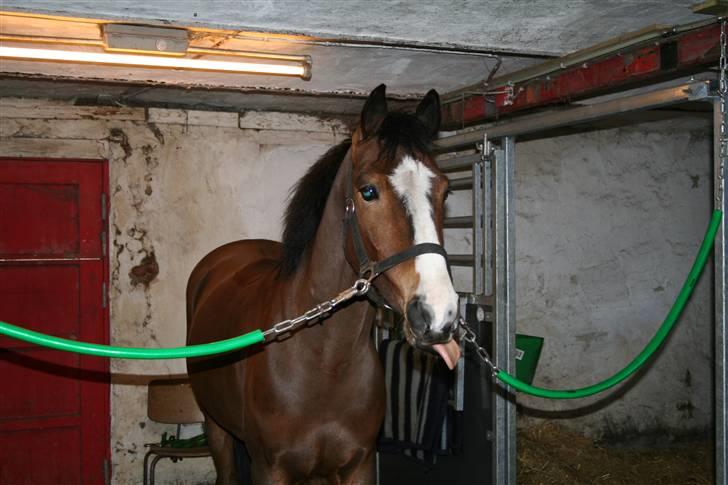 Hollandsk Sportspony Macho billede 4