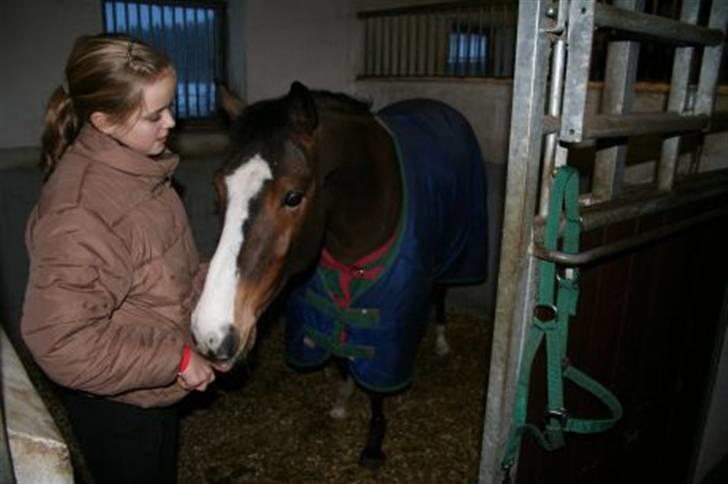 Hollandsk Sportspony Macho billede 5