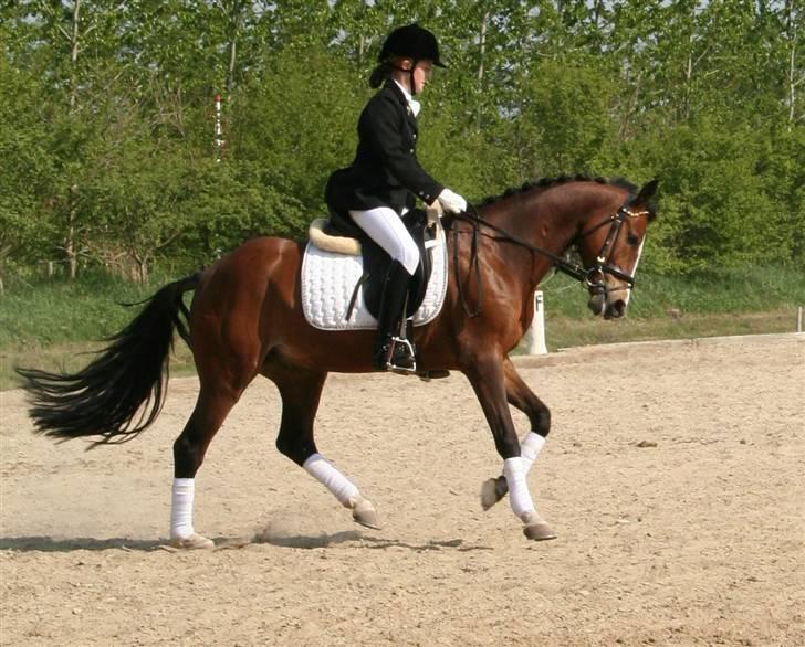 Hollandsk Sportspony Macho billede 6