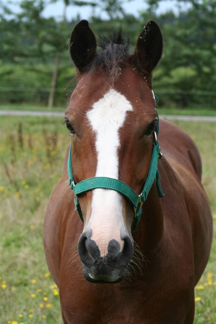 Hollandsk Sportspony Macho billede 7