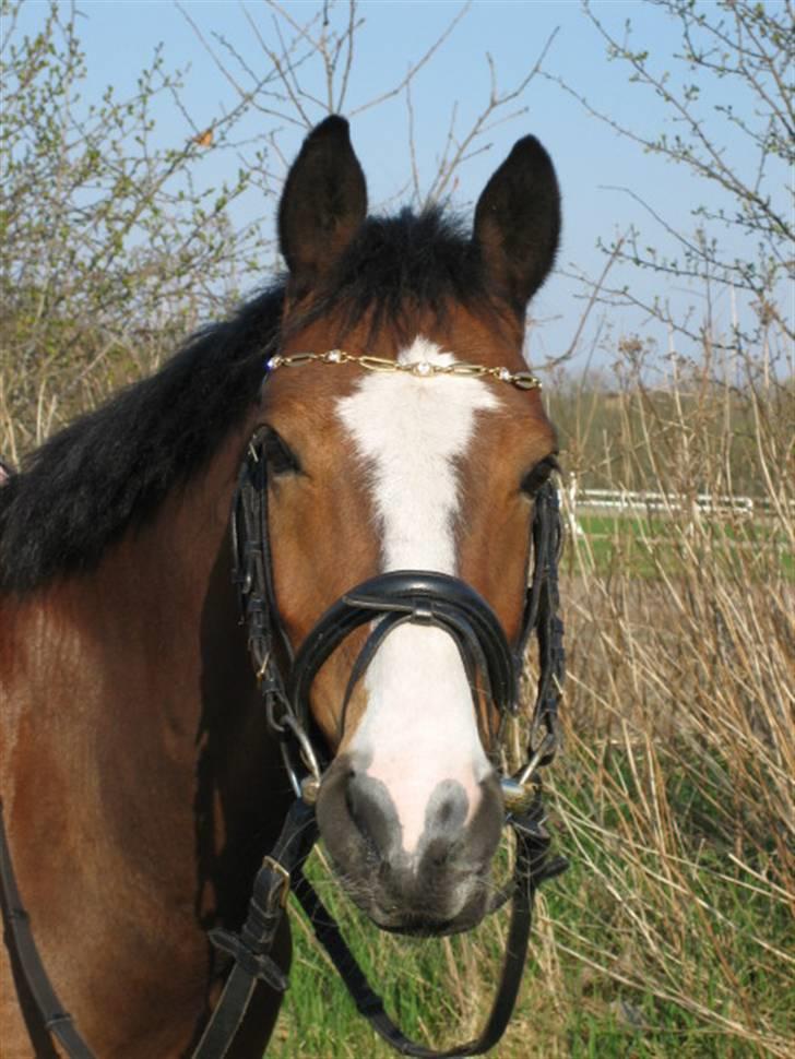 Hollandsk Sportspony Macho billede 8