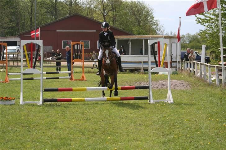 Hollandsk Sportspony Macho billede 9