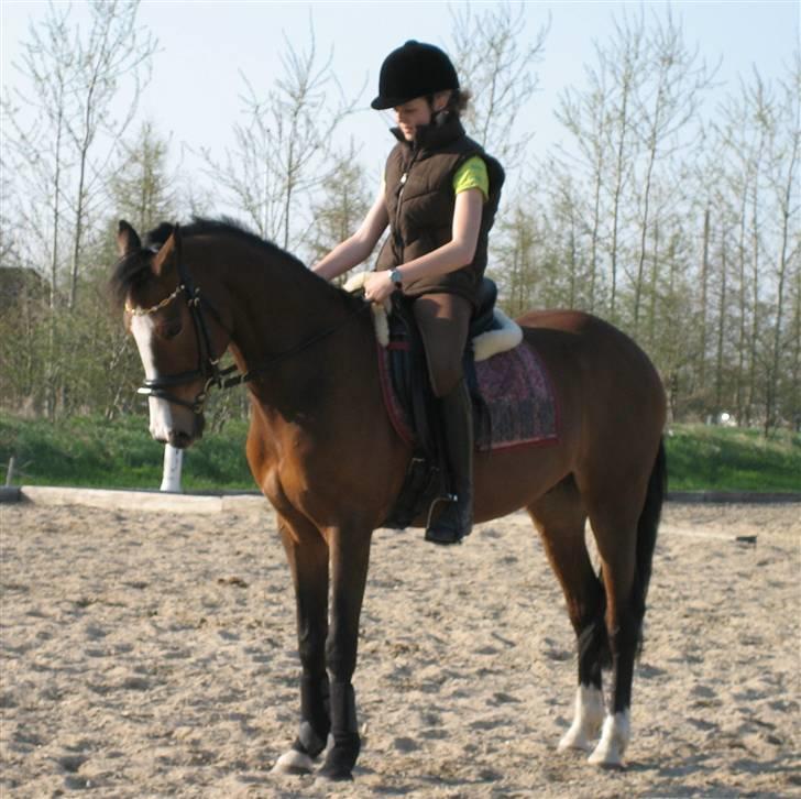 Hollandsk Sportspony Macho billede 10