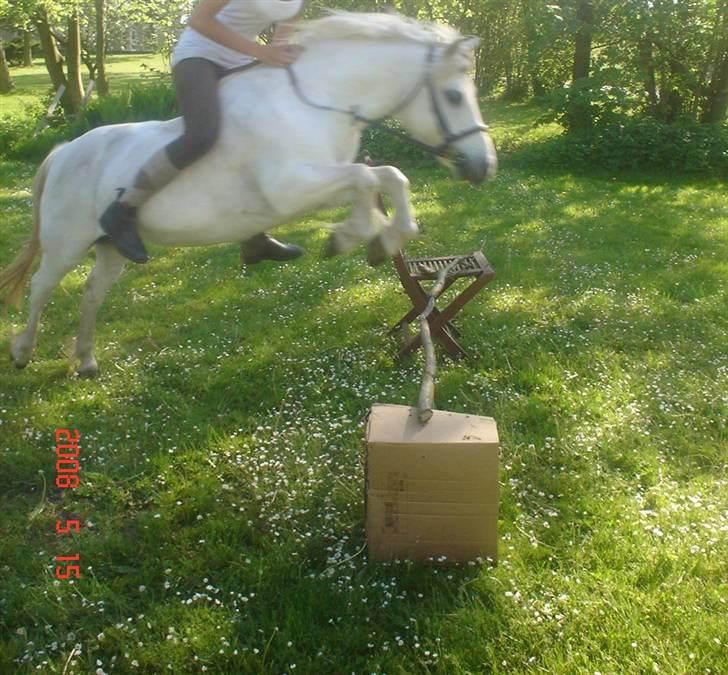 Welsh Pony (sec B) Fiona - R.I.P. billede 15