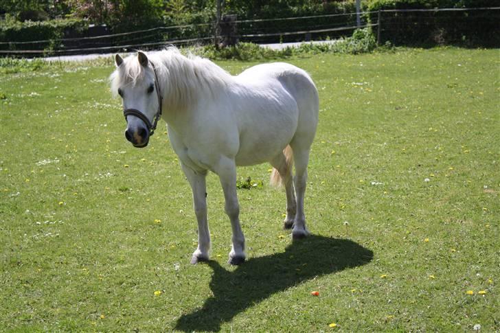 Welsh Pony (sec B) Fiona - R.I.P. billede 16