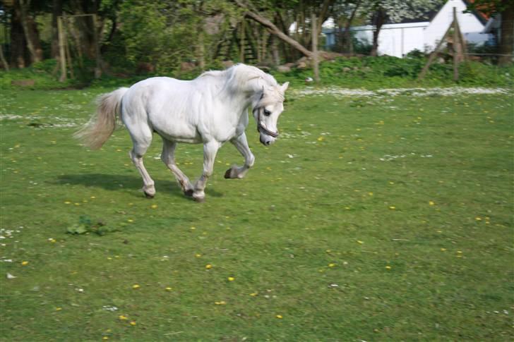 Welsh Pony (sec B) Fiona - R.I.P. - wow. billede 17