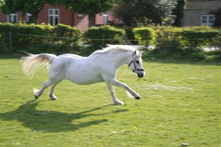 Welsh Pony (sec B) Fiona - R.I.P. billede 18