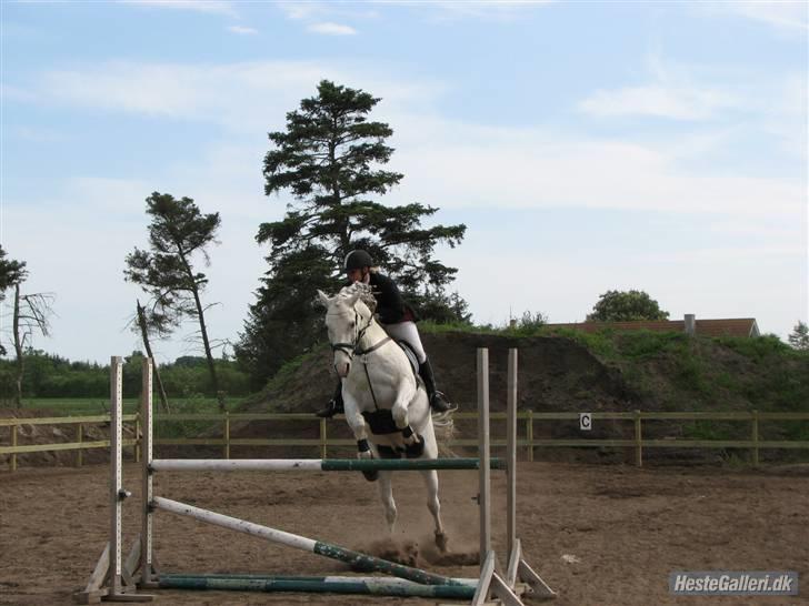 Shagya Araber (SH) Eminent Bajar billede 4