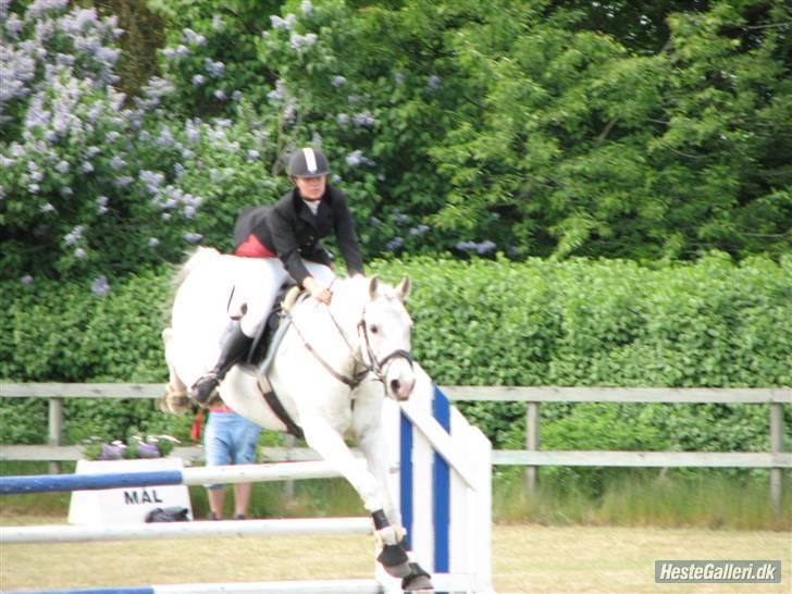 Shagya Araber (SH) Eminent Bajar billede 5