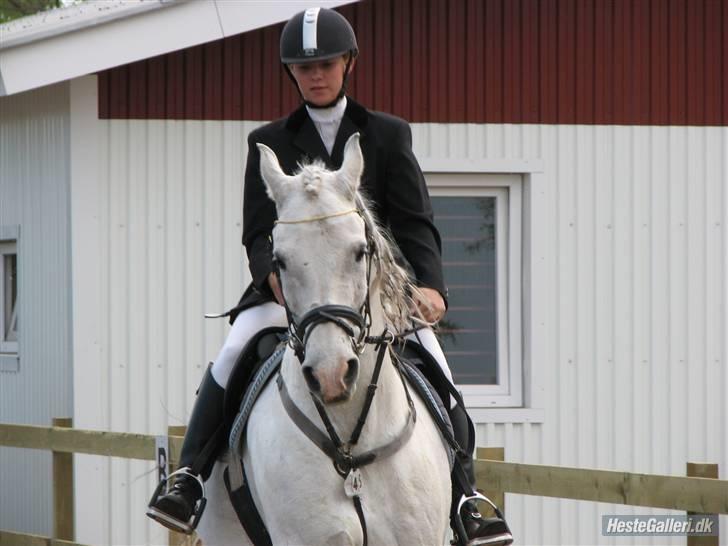 Shagya Araber (SH) Eminent Bajar billede 6