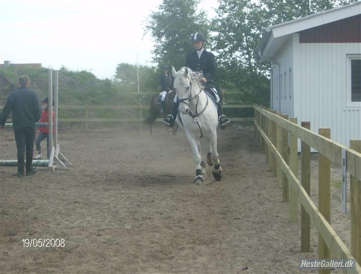 Shagya Araber (SH) Eminent Bajar billede 9