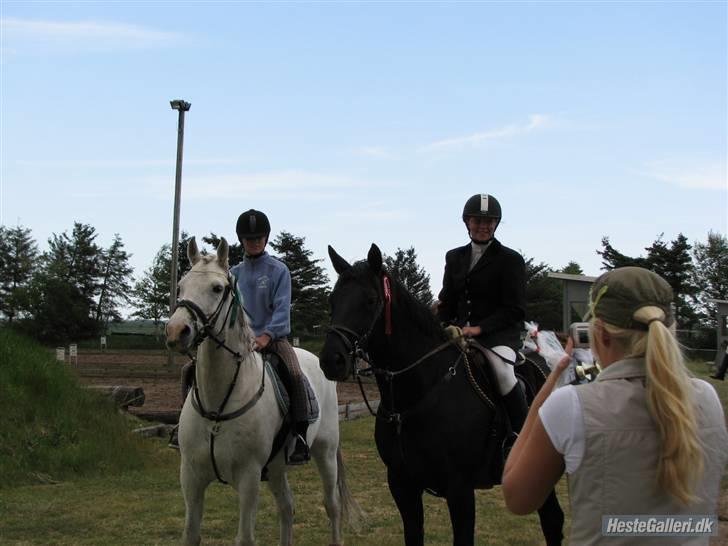 Shagya Araber (SH) Eminent Bajar billede 10