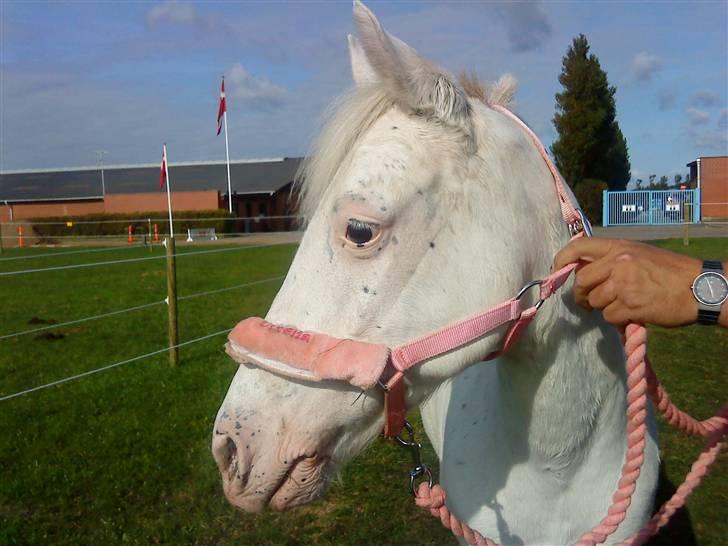 DSP ottelia - golle billede 1