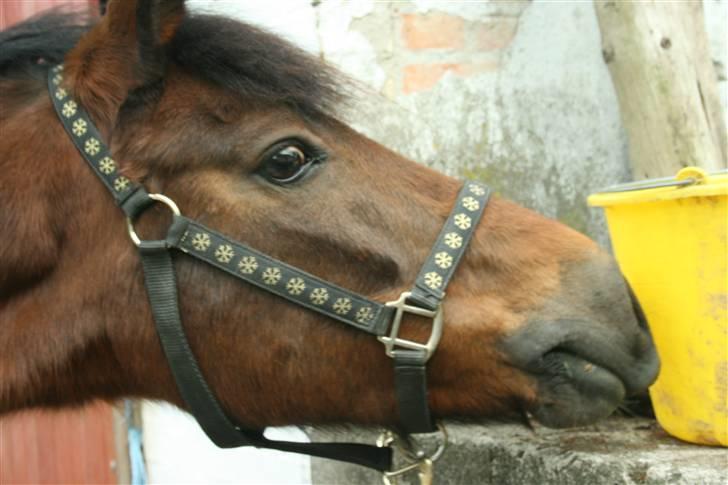 New Forest Firfod frisind - uhhhhh!!!! billede 1