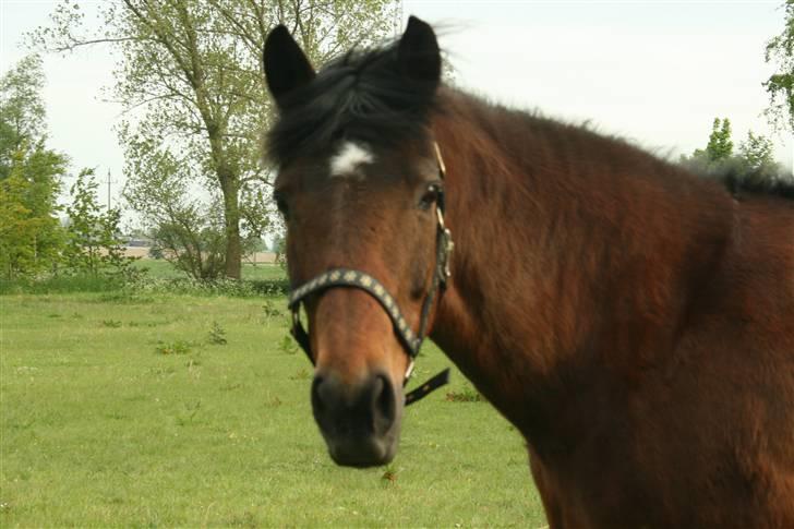 New Forest Firfod frisind billede 2