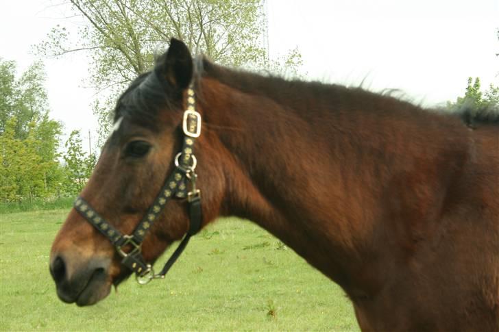 New Forest Firfod frisind billede 3