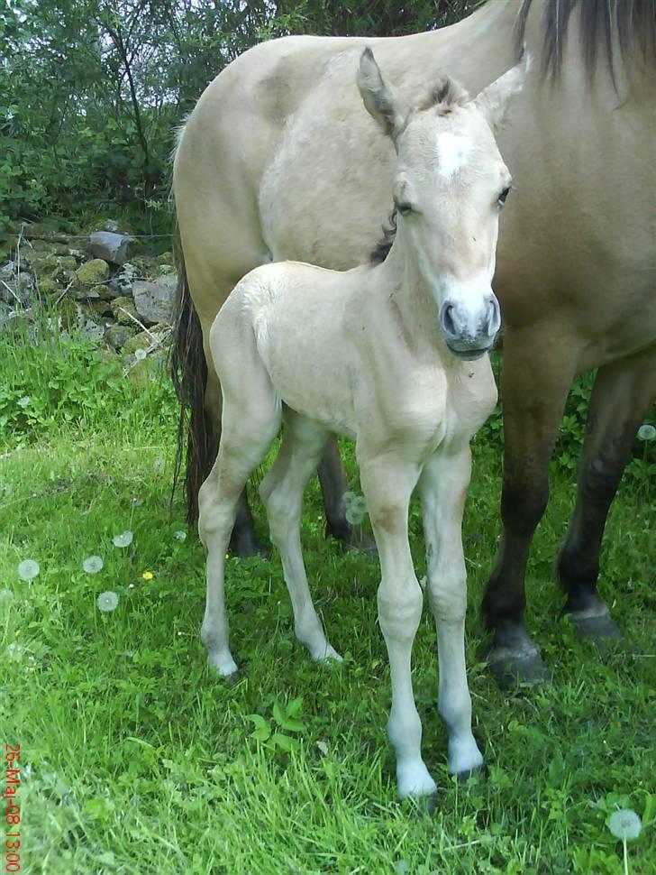 Anden særlig race Cazador DØD d.16.02.10 - Alle billederne er fra idag den. 26.Maj 2008. Hvor han blev født imorges.  billede 1