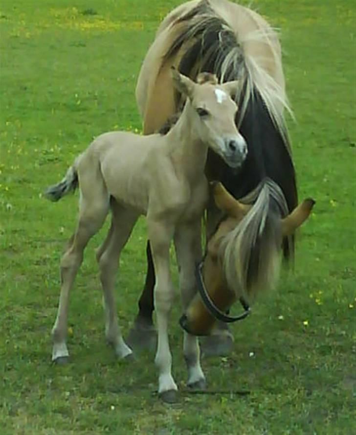 Anden særlig race Cazador DØD d.16.02.10 - 26.Maj. 2008 . Min Hoppe klare det hele selv, og det er første gang hun har føl. Hun bliver 8år her i år. billede 3