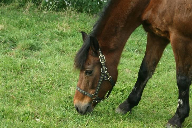 New Forest Firfod frisind billede 5