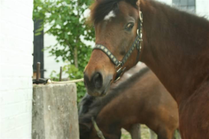 New Forest Firfod frisind billede 6