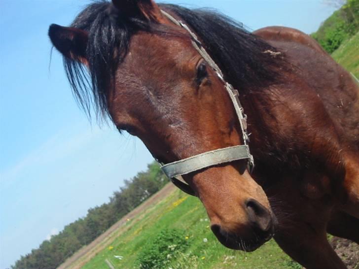 New Forest Lundgaards Cointreau billede 1