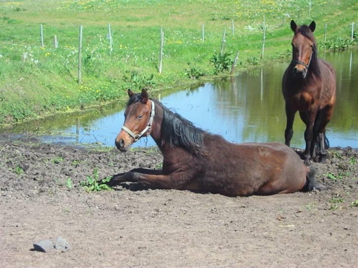 New Forest Lundgaards Cointreau - Taget af Dorte Jensen billede 2