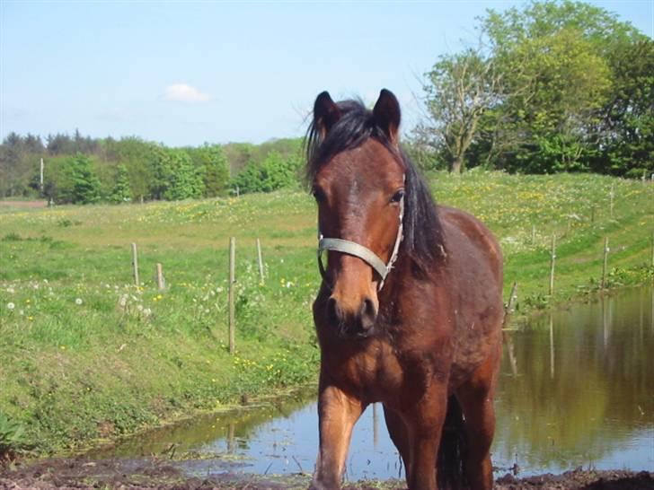 New Forest Lundgaards Cointreau - Taget af Dorte Jensen billede 3