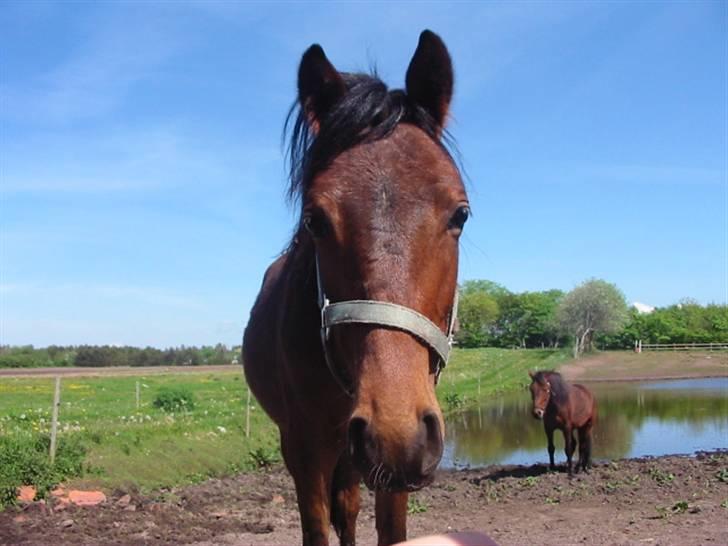 New Forest Lundgaards Cointreau - Taget af Dorte Jensen billede 5