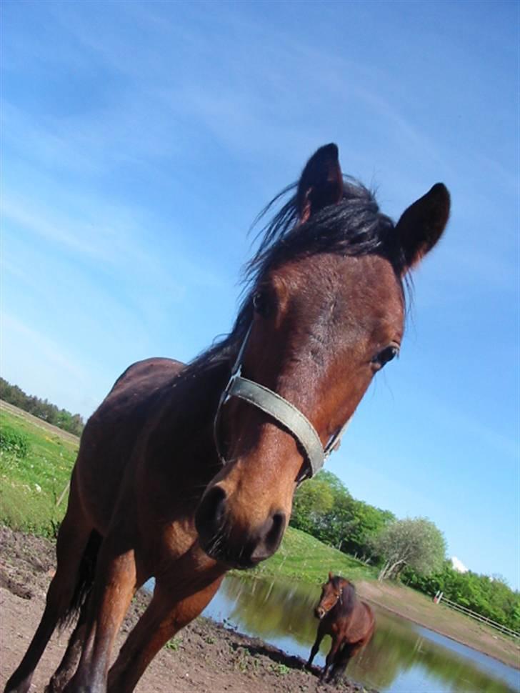 New Forest Lundgaards Cointreau - Taget af Dorte Jensen billede 6