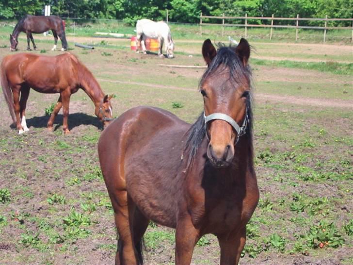 New Forest Lundgaards Cointreau - Taget af Dorte Jensen billede 7