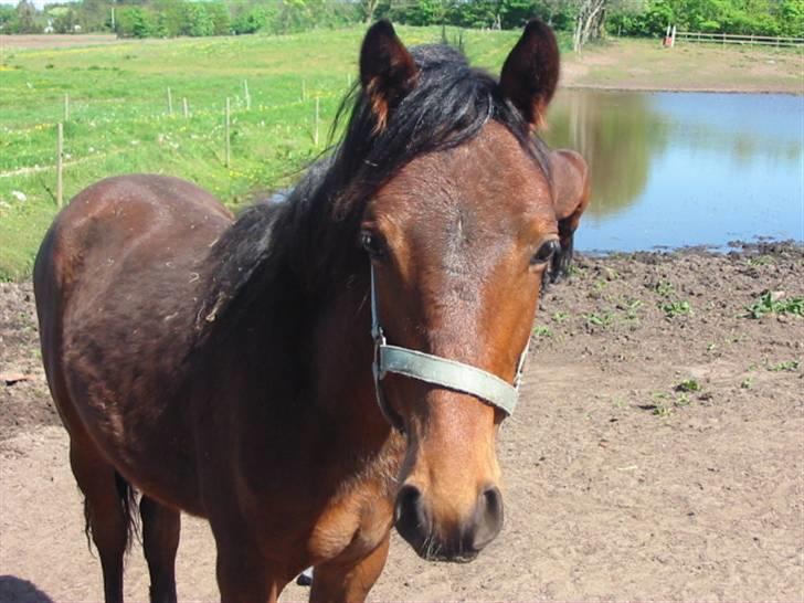 New Forest Lundgaards Cointreau - Taget af Dorte Jensen billede 8