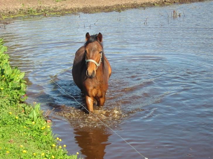 New Forest Lundgaards Cointreau - Taget af Dorte Jensen billede 9