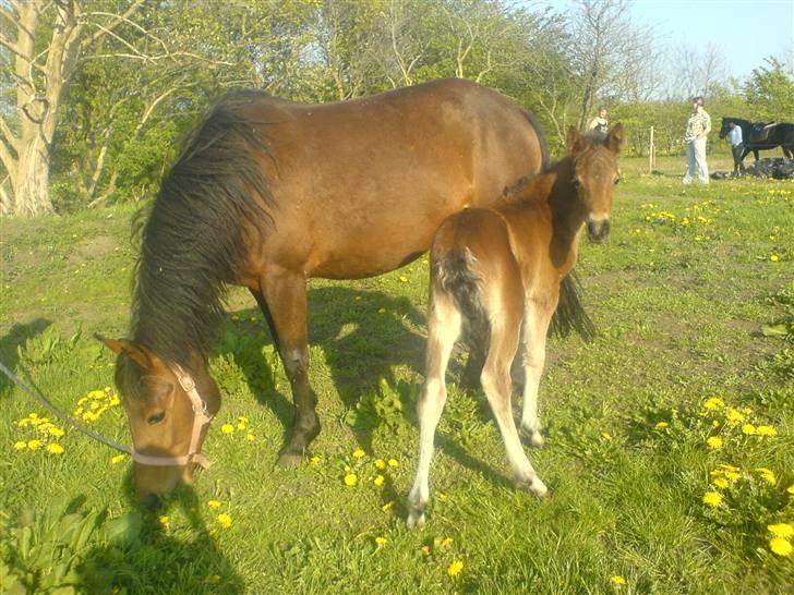 New Forest Lundgaards Cointreau - Lille ham. Taget af Helena Kristensen billede 10