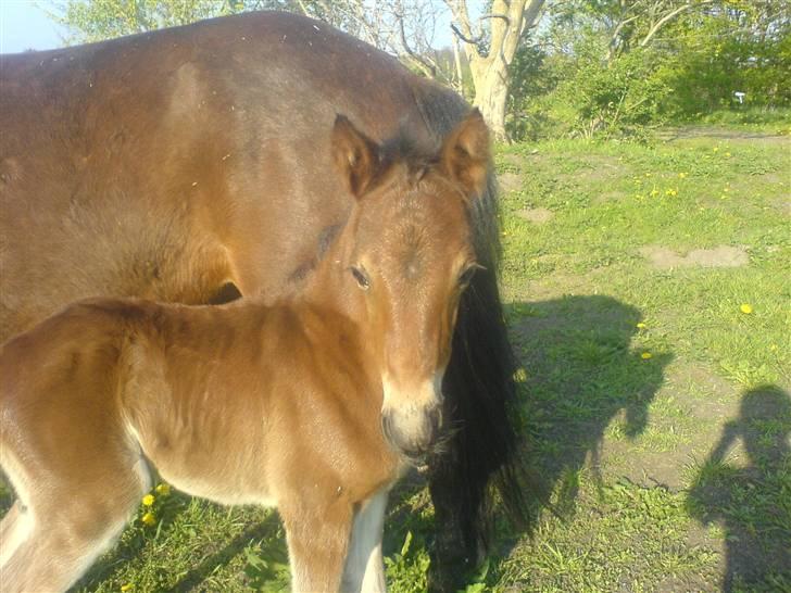 New Forest Lundgaards Cointreau - Lille ham. Taget af Helena Kristensen billede 11