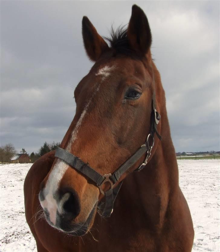 Dansk Varmblod Cassiopeia billede 4