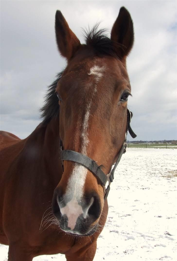 Dansk Varmblod Cassiopeia billede 5