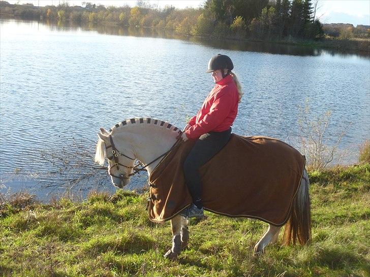 Fjordhest Candis <3 - den smukke pony billede 14