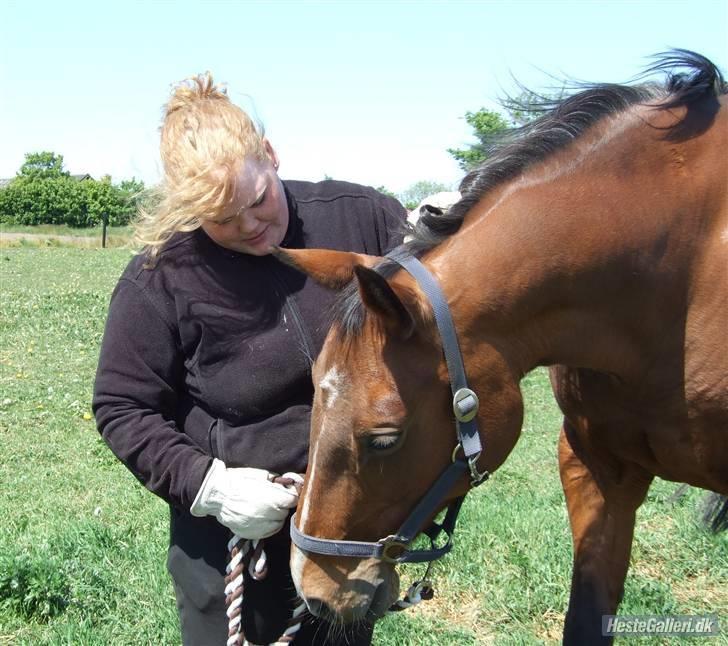 Dansk Varmblod Cassiopeia - Uheldigt billede af ejeren, men tøsen er jo dejlig :O) billede 6