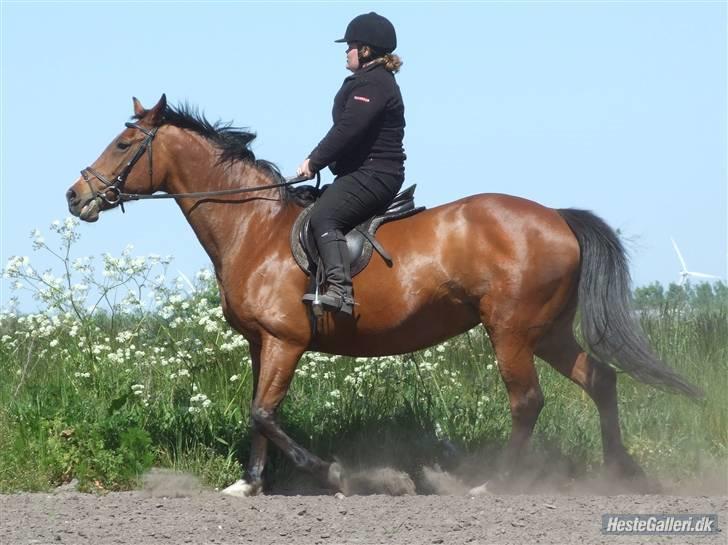 Dansk Varmblod Cassiopeia - Det er svært og finde ridningen frem igen, når man kun har redet skovtur de sidste 10 år. billede 7