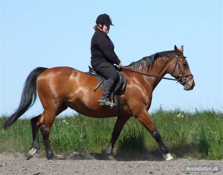 Dansk Varmblod Cassiopeia - jo...jo... Jeg sidder stadigvæk på tøsen billede 9